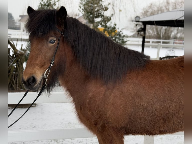 Islandpferd Stute 6 Jahre 141 cm Brauner in Lochen am See