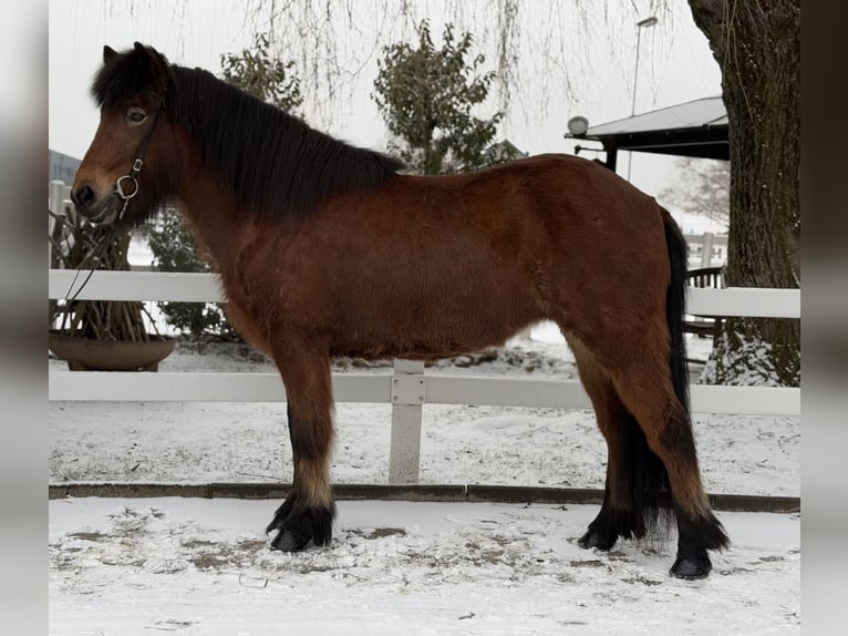 Islandpferd Stute 6 Jahre 141 cm Brauner in Lochen am See