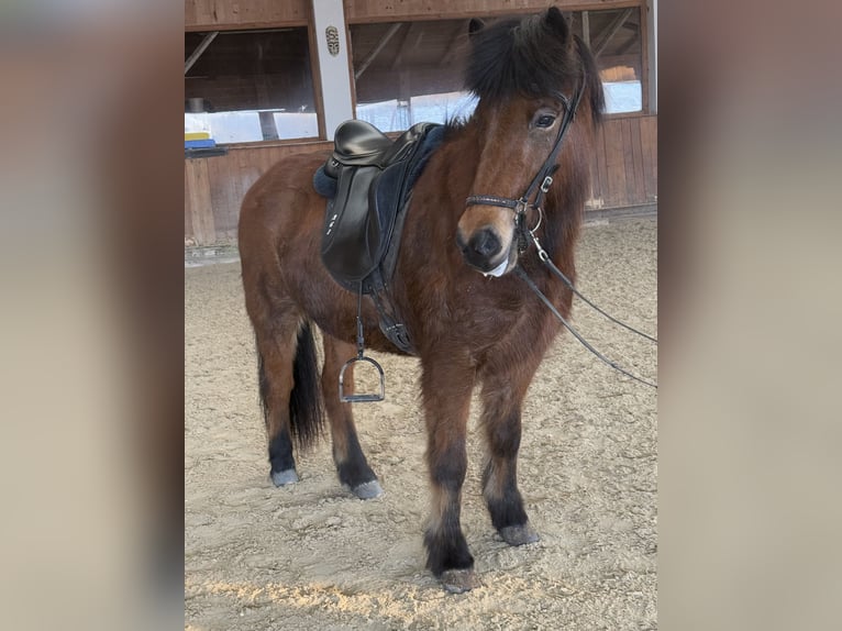 Islandpferd Stute 6 Jahre 141 cm Brauner in Lochen am See