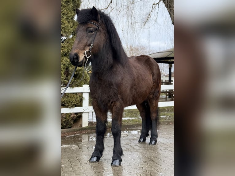 Islandpferd Stute 6 Jahre 141 cm Dunkelbrauner in Lochen am See