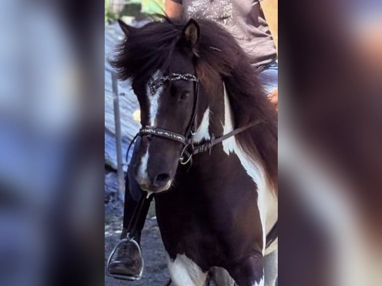 Islandpferd Stute 6 Jahre 141 cm Schecke in Netphen