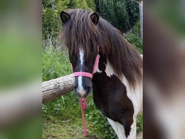 Islandpferd Stute 6 Jahre 141 cm Schecke in Netphen