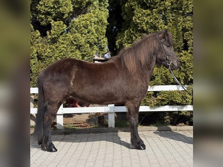 Islandpferd Stute 6 Jahre 142 cm Rappe in Lochen am See