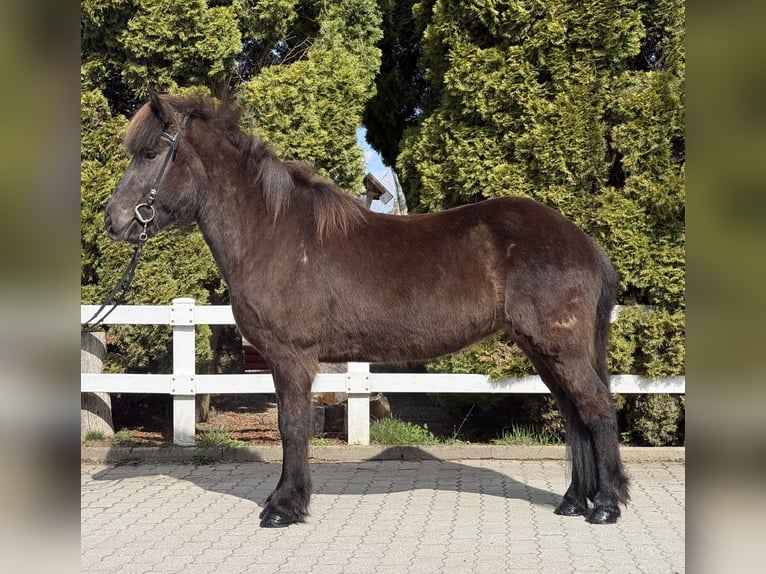 Islandpferd Stute 6 Jahre 142 cm Rappe in Lochen am See