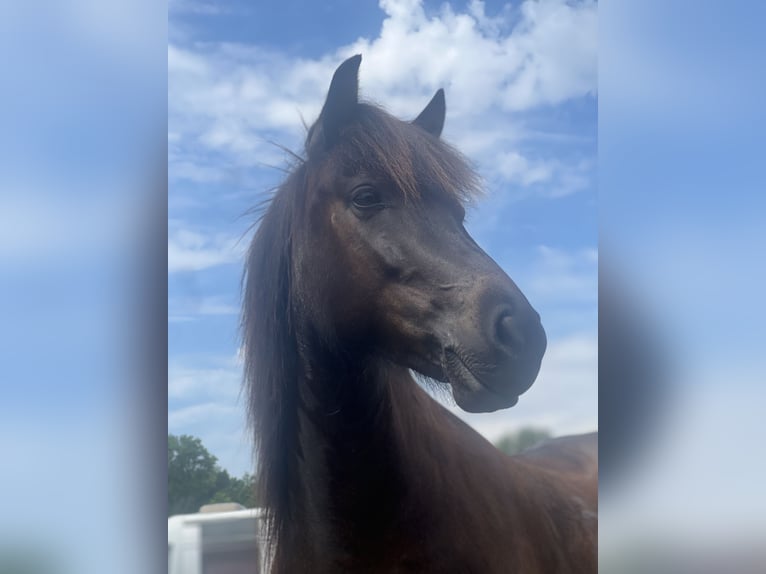 Islandpferd Stute 6 Jahre 142 cm Rappe in Schmelz
