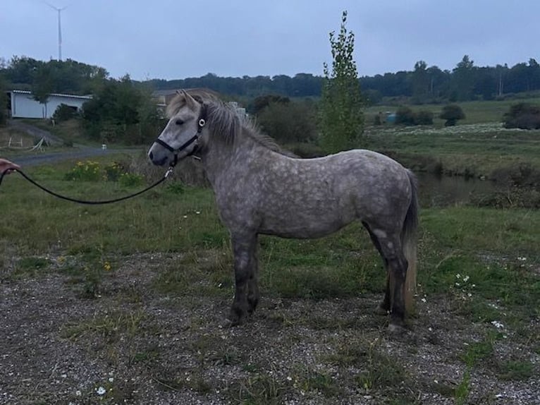 Islandpferd Stute 6 Jahre 142 cm Schimmel in Elsoff (Westerwald)