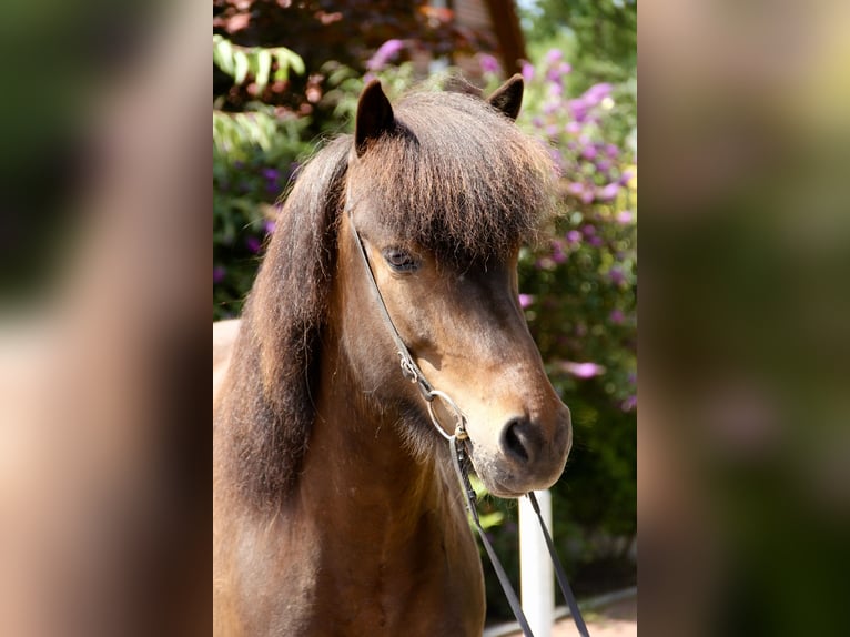 Islandpferd Stute 6 Jahre 143 cm Brauner in Soltau