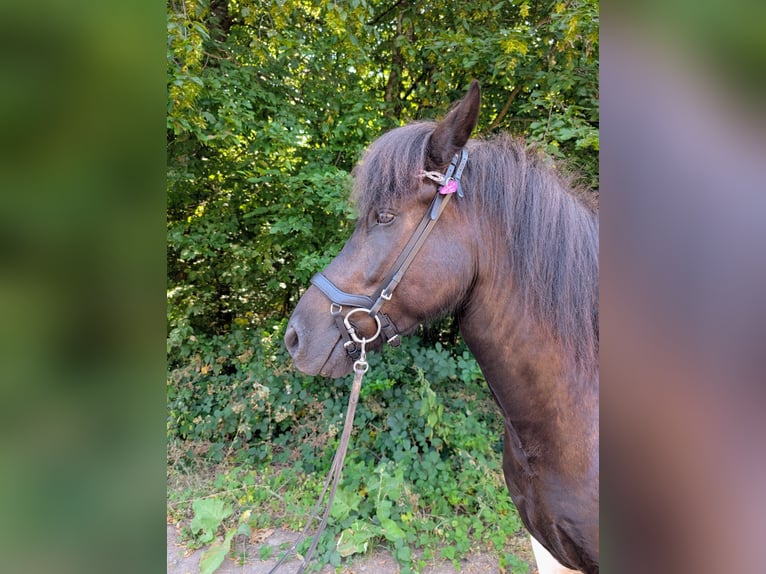 Islandpferd Stute 6 Jahre 143 cm Schecke in Saarbrücken