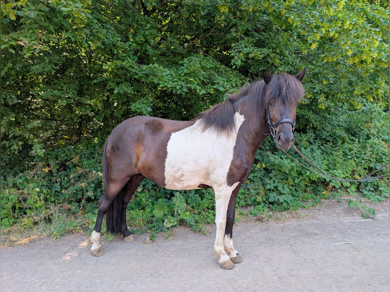 Islandpferd Stute 6 Jahre 143 cm Schecke in Saarbrücken