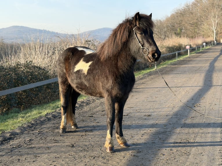 Islandpferd Stute 6 Jahre 143 cm Schecke in Bad Honnef