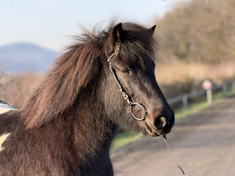 Islandpferd Stute 6 Jahre 143 cm Schecke in Bad Honnef