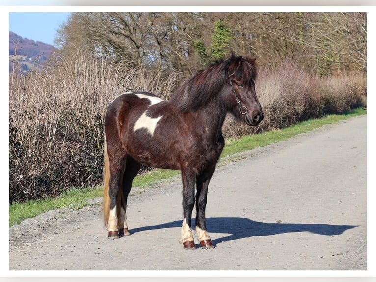 Islandpferd Stute 6 Jahre 143 cm Schecke in Bad Honnef