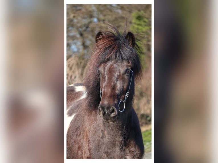 Islandpferd Stute 6 Jahre 143 cm Schecke in Bad Honnef