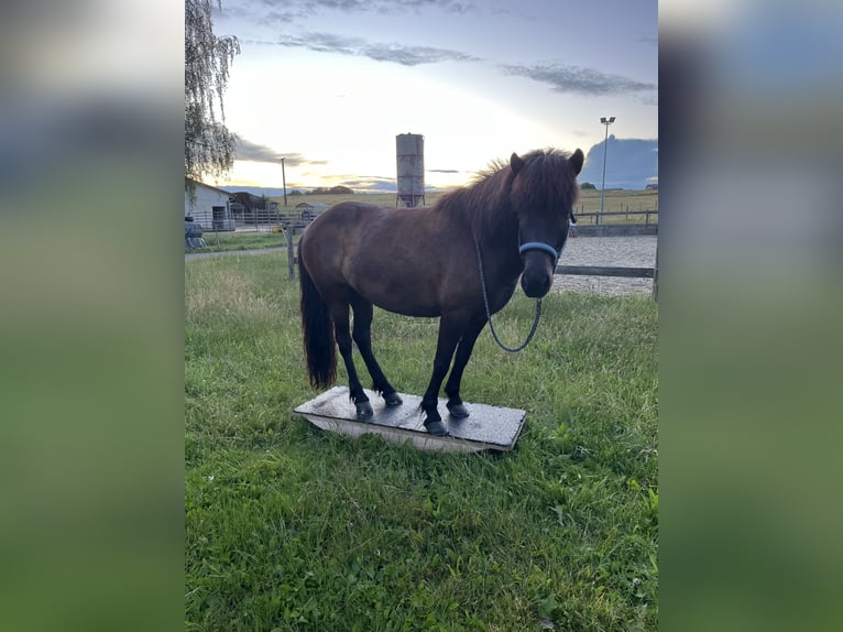 Islandpferd Stute 6 Jahre 144 cm Rappe in Waiblingen