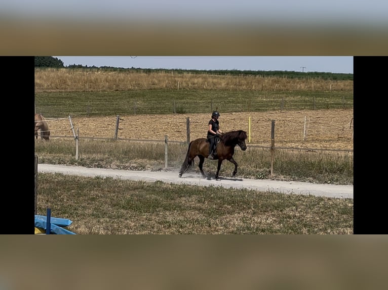 Islandpferd Stute 6 Jahre 144 cm Rappe in Waiblingen