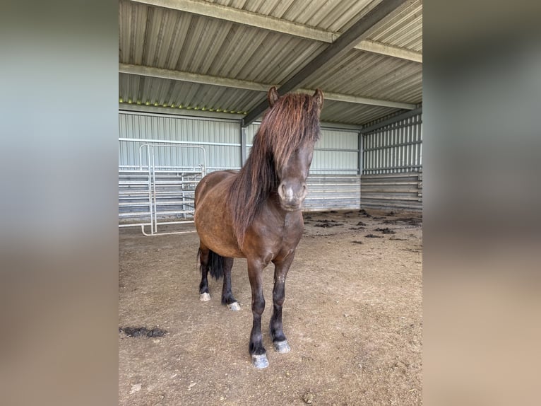 Islandpferd Stute 6 Jahre 144 cm Rappe in Niederöfflingen