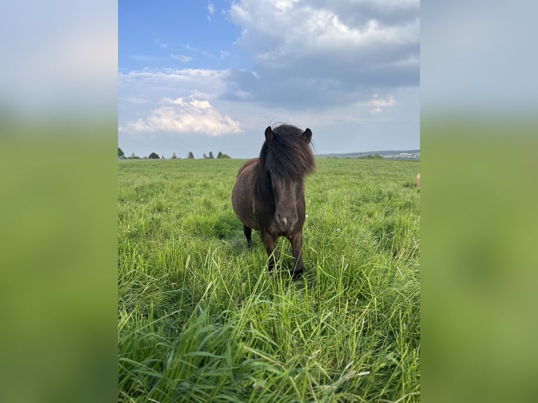 Islandpferd Stute 6 Jahre 144 cm Rappe in Niederöfflingen