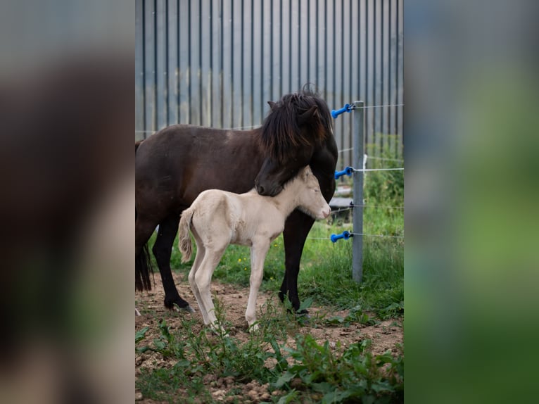 Islandpferd Stute 6 Jahre 144 cm Rappe in Niederöfflingen