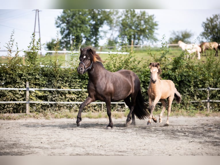 Islandpferd Stute 6 Jahre 144 cm Rappe in Niederöfflingen