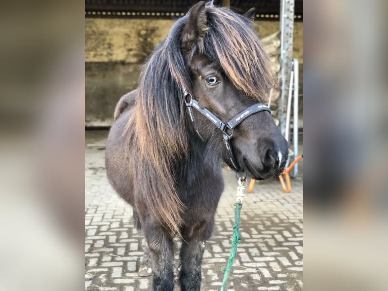 Islandpferd Stute 6 Jahre 144 cm Rappe in Niederöfflingen