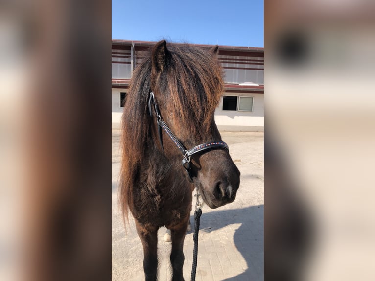 Islandpferd Stute 6 Jahre 144 cm Rappe in Niederöfflingen