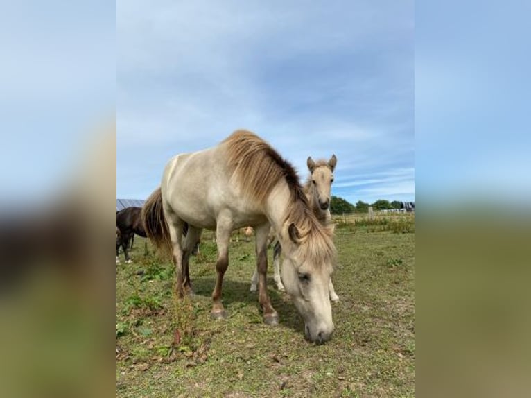 Islandpferd Stute 6 Jahre 144 cm in Blunk