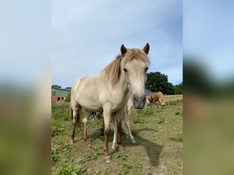 Islandpferd Stute 6 Jahre 144 cm in Blunk