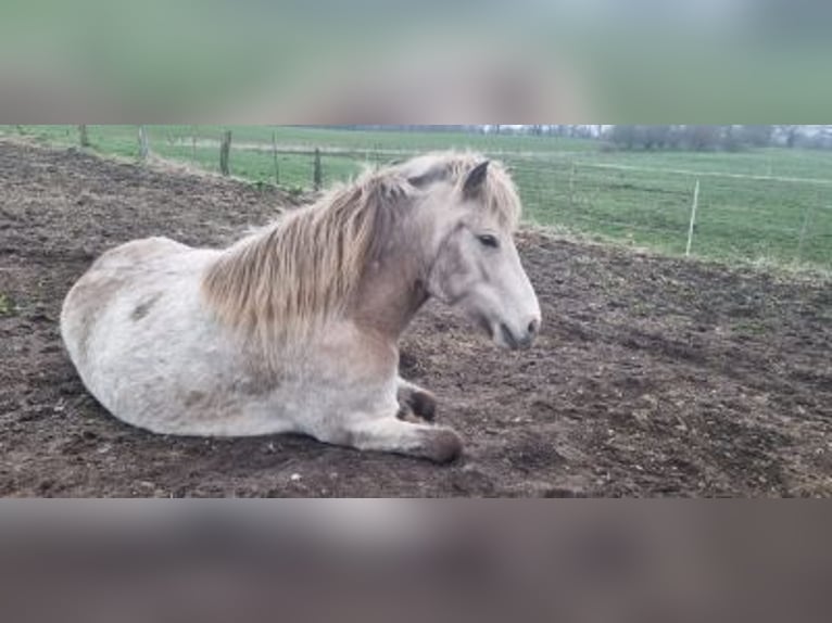 Islandpferd Stute 6 Jahre 144 cm in Blunk