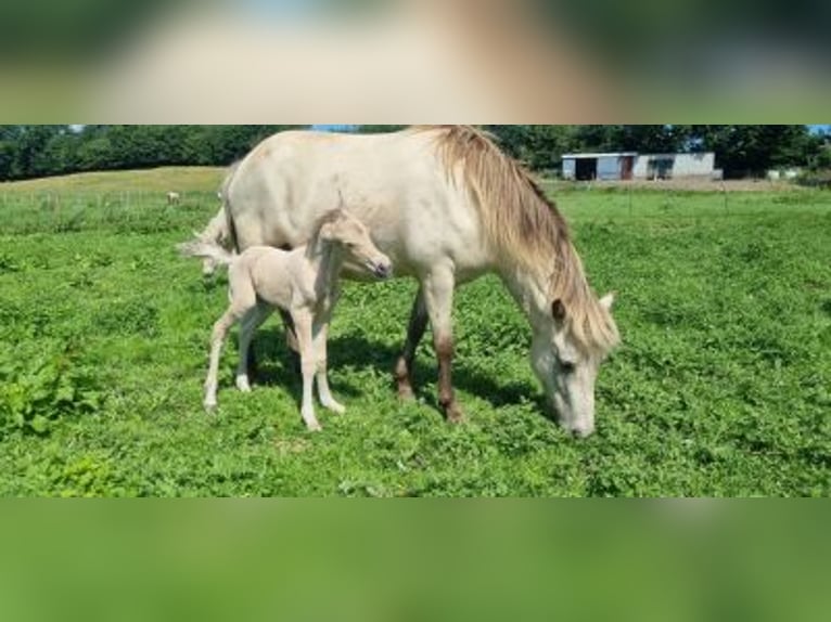 Islandpferd Stute 6 Jahre 144 cm in Blunk