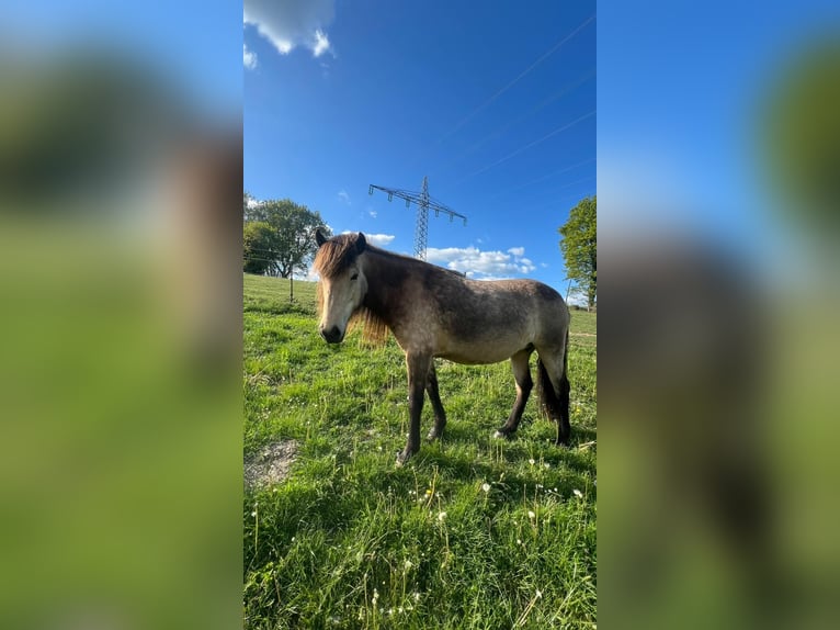 Islandpferd Stute 6 Jahre 144 cm in Blunk