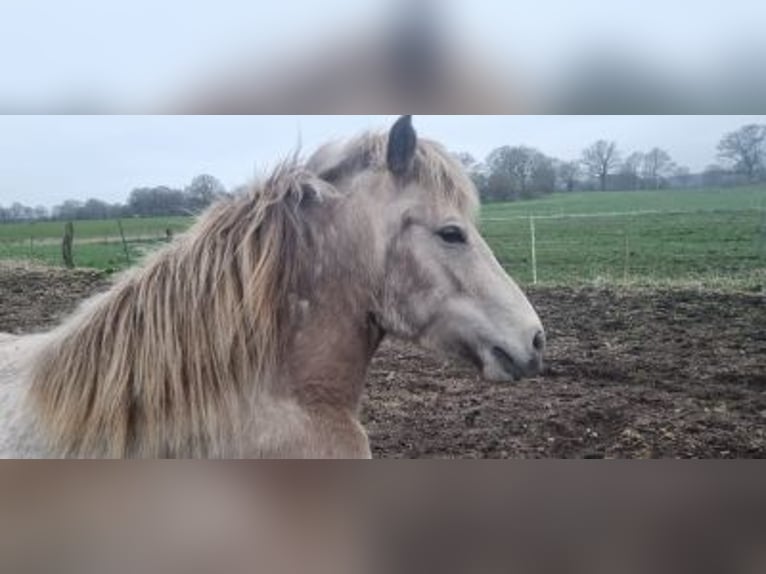 Islandpferd Stute 6 Jahre 144 cm in Blunk