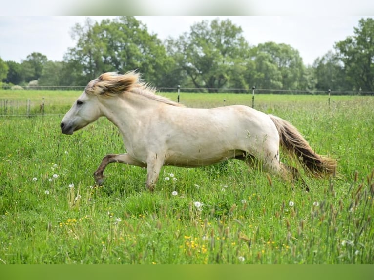 Islandpferd Stute 6 Jahre 144 cm in Blunk