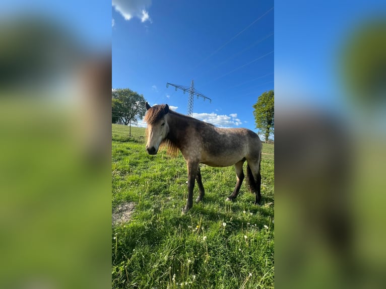 Islandpferd Stute 6 Jahre 144 cm in Blunk