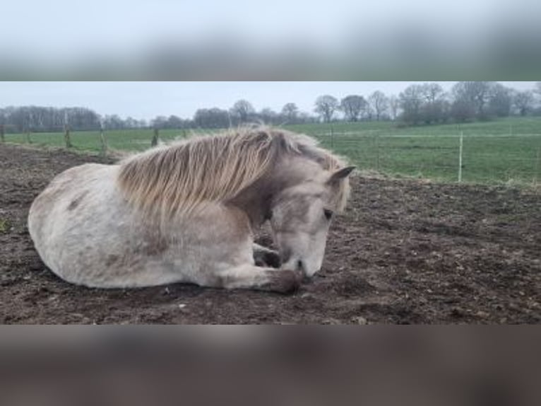 Islandpferd Stute 6 Jahre 144 cm in Blunk