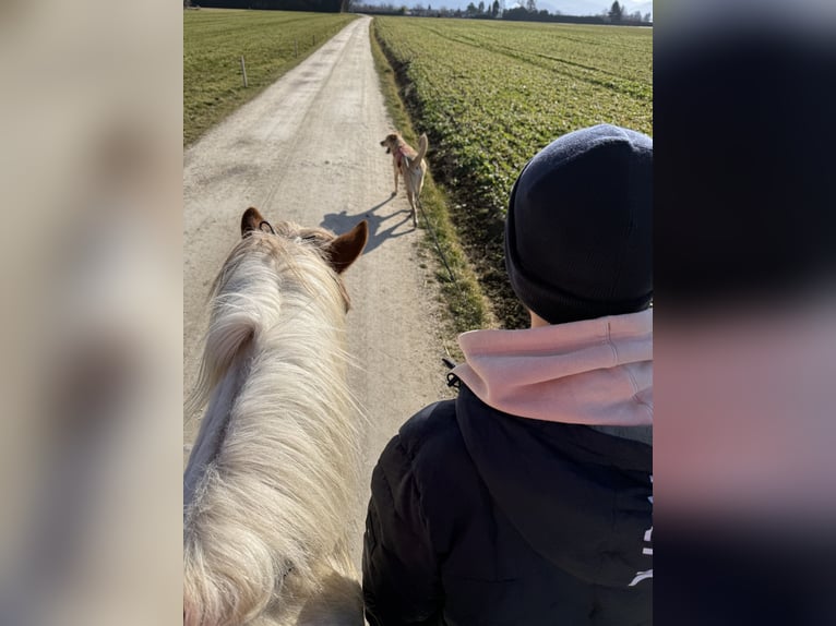 Islandpferd Stute 6 Jahre 145 cm Schecke in Ainring