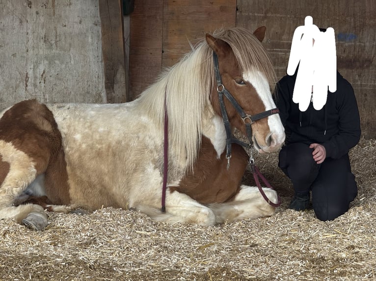 Islandpferd Stute 6 Jahre 145 cm Schecke in Ainring