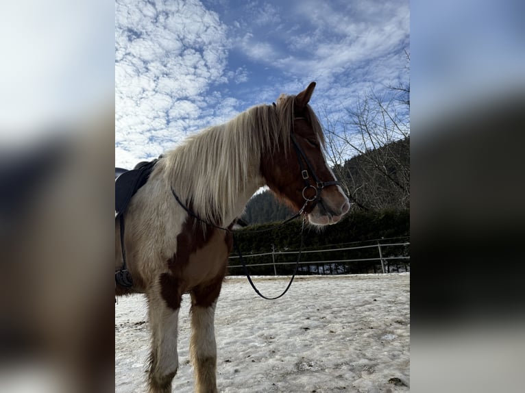 Islandpferd Stute 6 Jahre 145 cm Schecke in Ainring