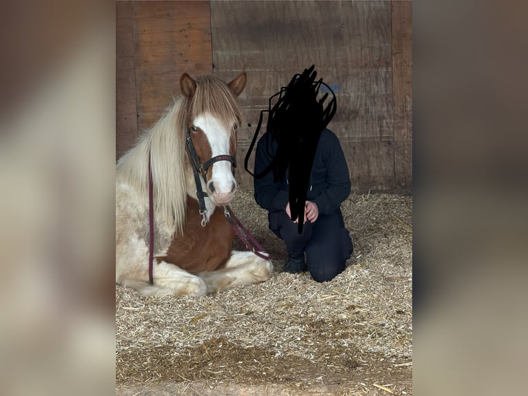Islandpferd Stute 6 Jahre 145 cm Schecke in Ainring
