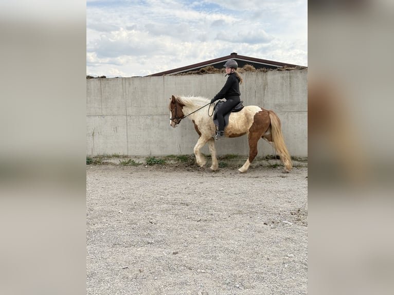 Islandpferd Stute 6 Jahre 145 cm Schecke in Ainring
