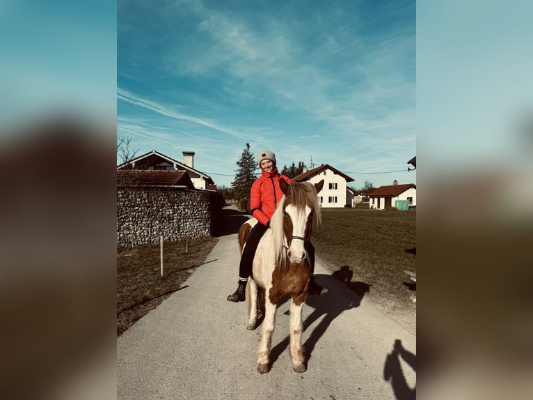 Islandpferd Stute 6 Jahre 145 cm Schecke in Ainring