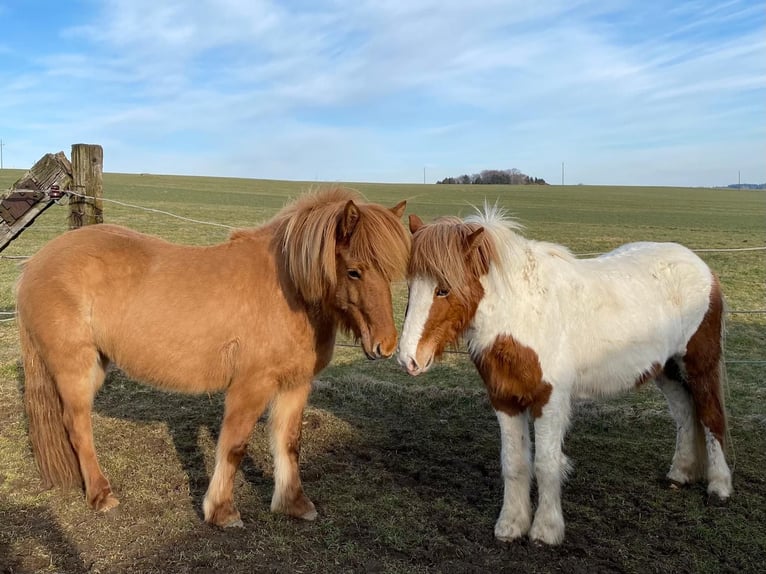 Islandpferd Stute 6 Jahre 145 cm Schecke in Ainring