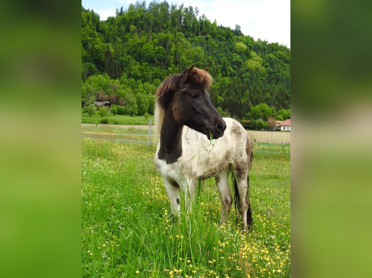 Islandpferd Stute 6 Jahre 145 cm Schecke in PenkVölkermarkt