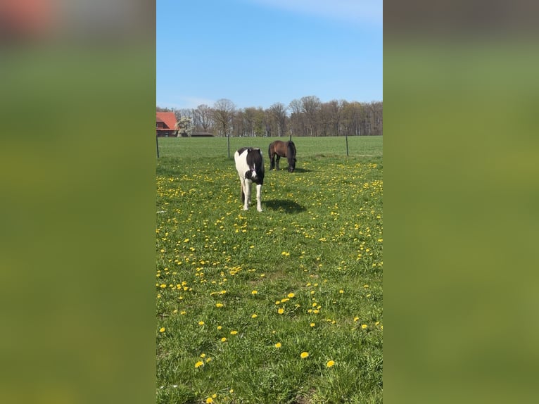 Islandpferd Stute 6 Jahre 145 cm Schecke in Melle