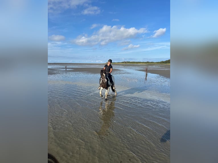 Islandpferd Stute 6 Jahre 145 cm Schecke in Melle