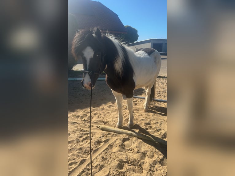 Islandpferd Stute 6 Jahre 145 cm Schecke in Melle