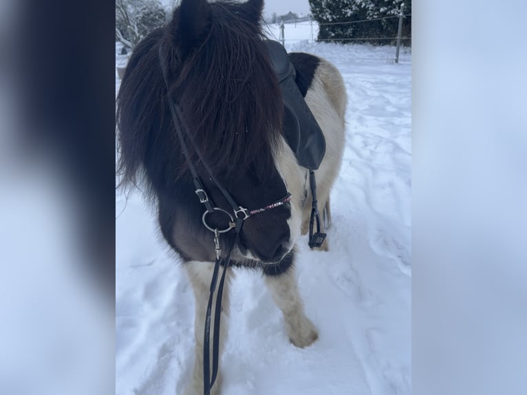 Islandpferd Stute 6 Jahre 145 cm Schecke in Melle