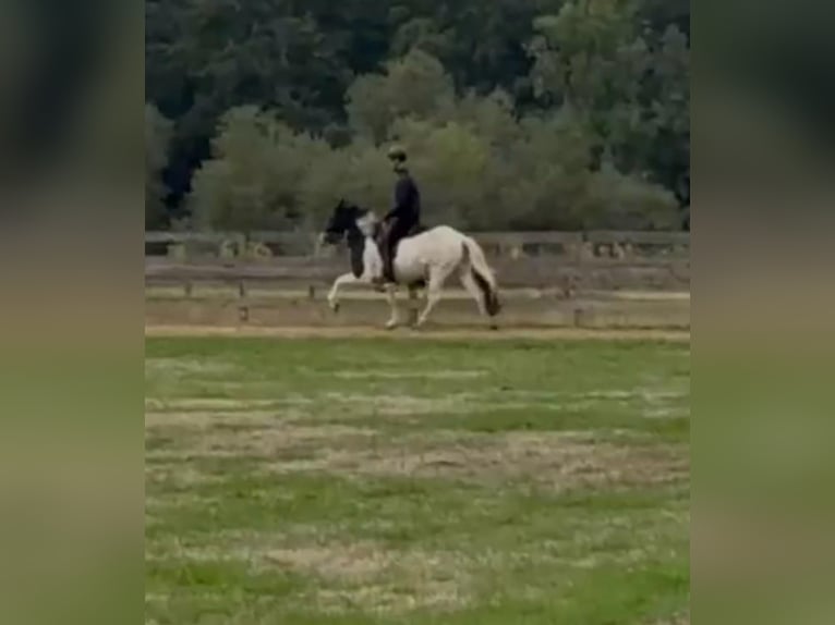 Islandpferd Stute 6 Jahre 145 cm Schecke in LeopoldshöheLeopoldshöhe