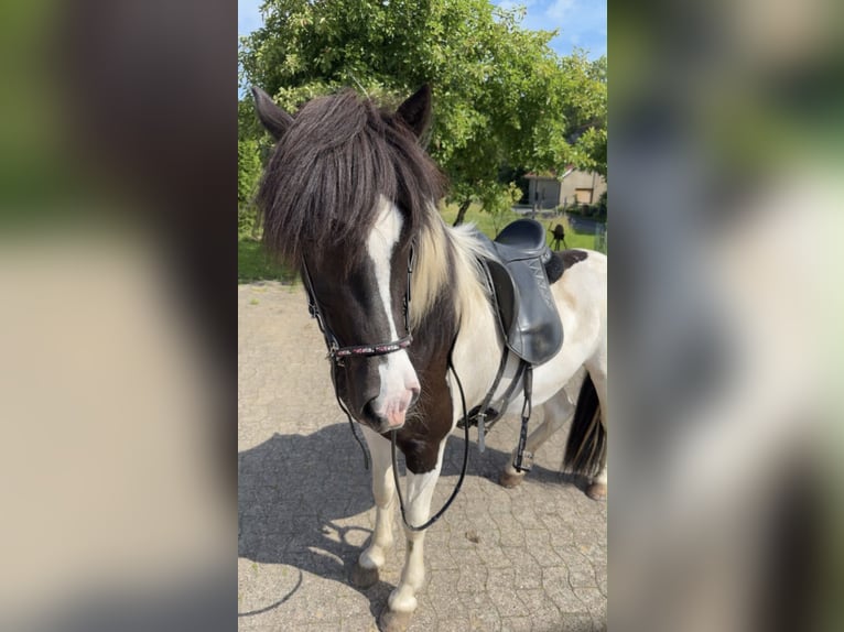 Islandpferd Stute 6 Jahre 145 cm Schecke in LeopoldshöheLeopoldshöhe