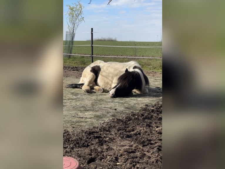 Islandpferd Stute 6 Jahre 145 cm Schecke in LeopoldshöheLeopoldshöhe