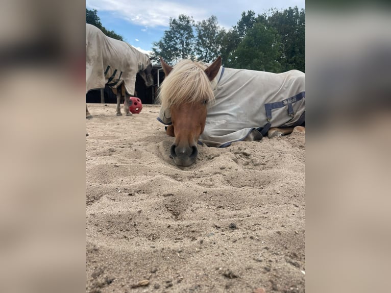 Islandpferd Stute 6 Jahre Fuchs in Farven